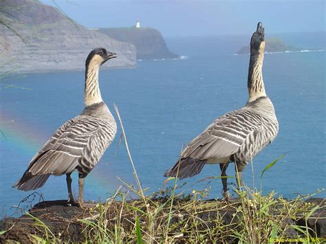 Great news for Hawaii bird watching | Hawaii Aloha Travel