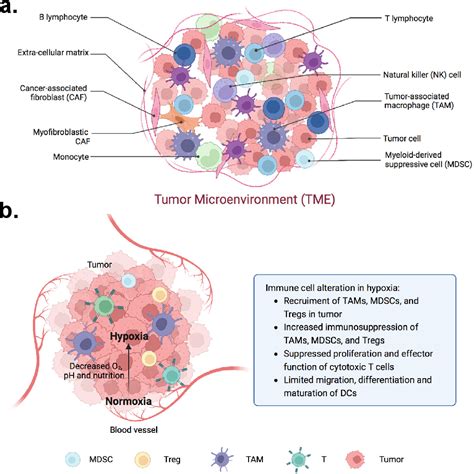 Figure 1 from 3D Tumor Spheroid and Organoid to Model Tumor Microenvironment for Cancer ...