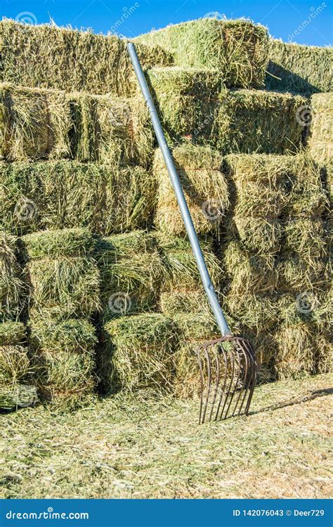 Alfalfa Hay Bales In Ranch Field Stock Photography | CartoonDealer.com ...