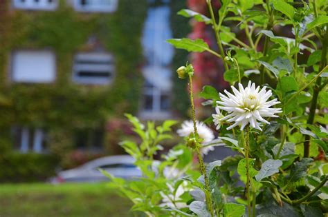 Dahlia White Urban Garden - Free photo on Pixabay - Pixabay