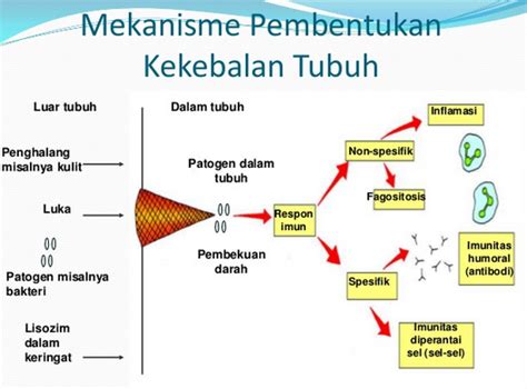 Sistem Kekebalan Tubuh Adalah - Homecare24