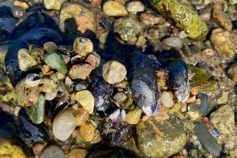 Blue Mussels: Hanging on by a Thread – Seashore to Forest Floor