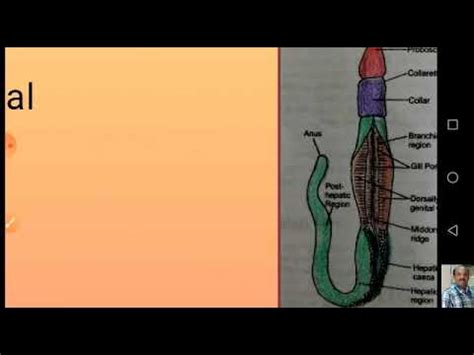 Hemichordata - General Characters, Classification and Affinities - YouTube