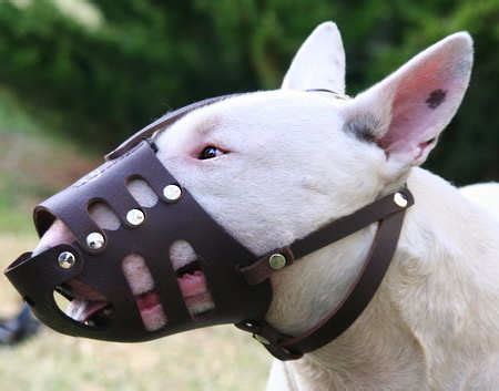 Leather Dog Muzzle for English Bull Terrier - Custom Dog Muzzle [M11 ...