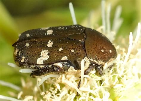 Brown Flower Beetle - Glycyphana stolata