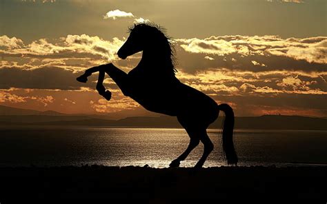 HD wallpaper: Silhouetted horse, 4k, 8k, HD | Wallpaper Flare