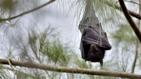 Flying fox habitat loss increases the risk of Hendra virus spillover