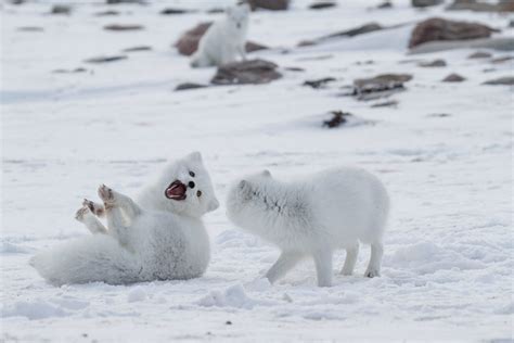 10 interesting facts about arctic foxes Cute foxes