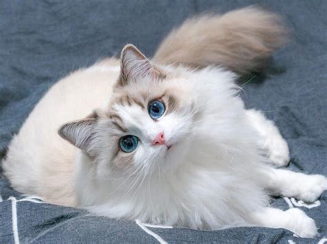 Mèo Ragdoll giá bao nhiêu? Thông tin thú vị về mèo Ragdoll mắt xanh