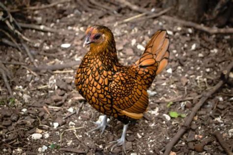 Bantam Chickens: 5 Reasons To Raise "Mini Chickens" & How To Care For Them