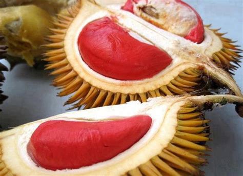 Red Durian | Exotic Fruit Seeds