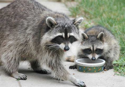 Raccoon - Facts, Pictures, Diet, Habitat, As Pets and Predators