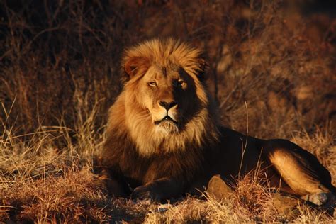 Beautiful Animals Safaris: Amazing Lions: Big Cats Africa's Dangerous Species