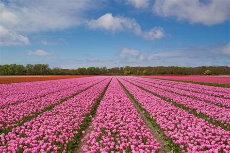 Besuche die Niederlande in der Tulpensaison - Holland.com