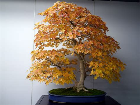 Bonsai Japan :: Japanese maple