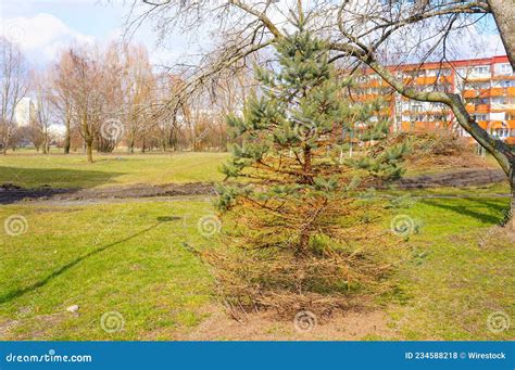 Dying pine tree in a park stock photo. Image of green - 234588218