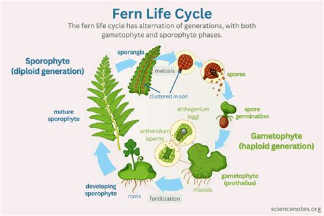 Fern Gametophyte