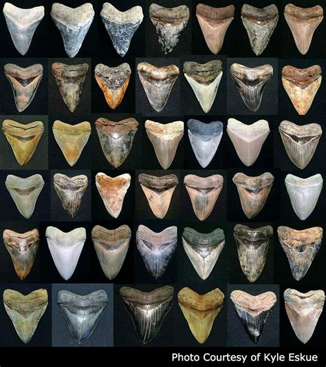 Megalodon Shark Teeth Facts