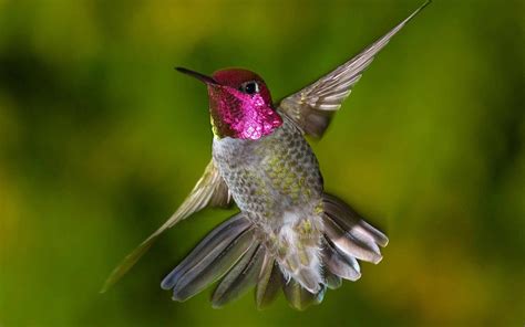 Hummingbird Wallpaper Backgrounds - Wallpaper Cave