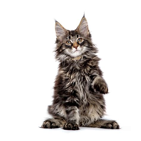 Maine Coon Cat Breed Information | Maine Coon Cat Characteristics, Grooming, Temperament Breed ...