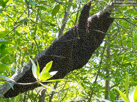 Photo of Apis dorsata bees in nature • by Mikhail Omelko