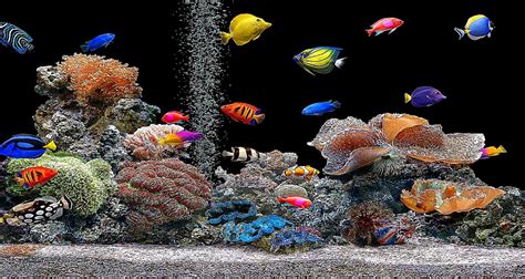 Free Wallpaper Fish Aquarium - WallpaperSafari