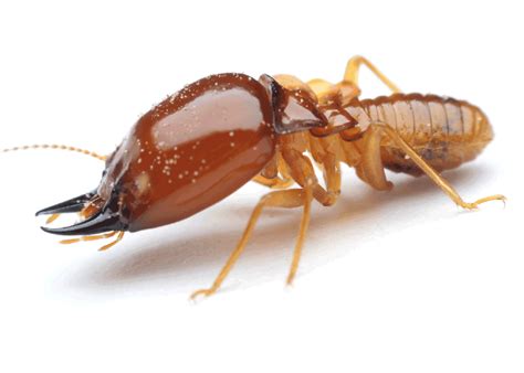 Termite Treatment in Phoenix, Tucson, Las Vegas | Burns Pest