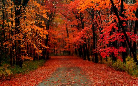 Autumn Trees Wallpapers - Wallpaper Cave