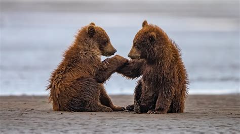 Two Baby Bears Are Sitting On Beach Sand With Water Background During ...