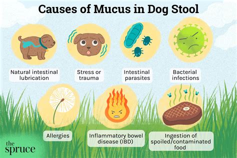 What Causes Mucus In The Stool Of A Dog