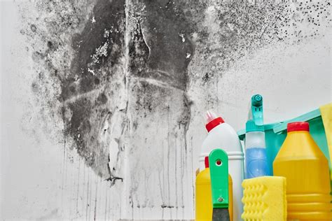 Painting Over Mold To Kill It | All You Need To Know