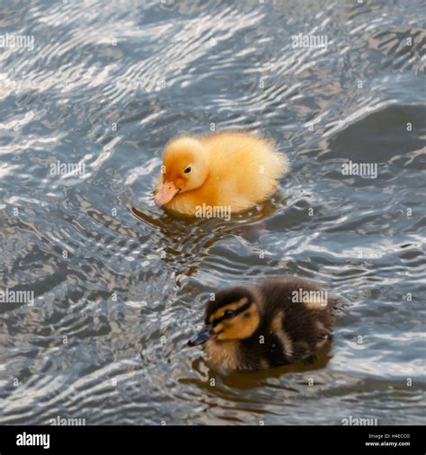 Two baby ducks duckling swimming in the water square Stock Photo - Alamy