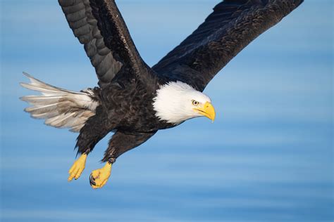 Tight Eagle Flight Photography & 2024 Homer/Kachemak Bay Bald Eagle IPT Early-bird Discount Info ...