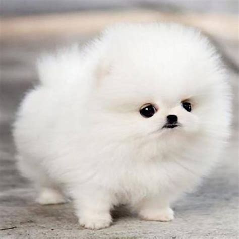 So fluffy 😍 #puppy #puppies | Cute teacup puppies, Pomeranian puppy teacup, Cute dogs