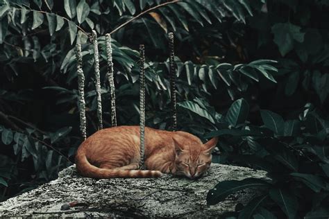 Photo of an Orange Cat Sleeping Near Green Leaves · Free Stock Photo