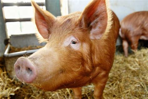 Urban Farming for Beginners | Pig breeds, Pig farming, Heritage breeds