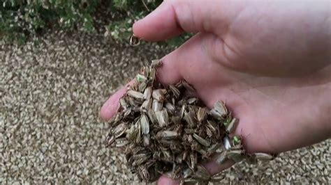 Spruce budworm moth infestation creates cleanup headaches - New ...