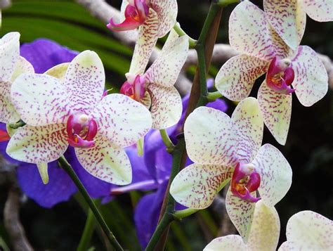 Free photo: Orchids, Flowers, Colorful, Color - Free Image on Pixabay - 253724