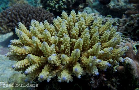 Stony coral gems of Kwajalein Atoll, Marshall Islands | Reef Builders | The Reef and Saltwater ...