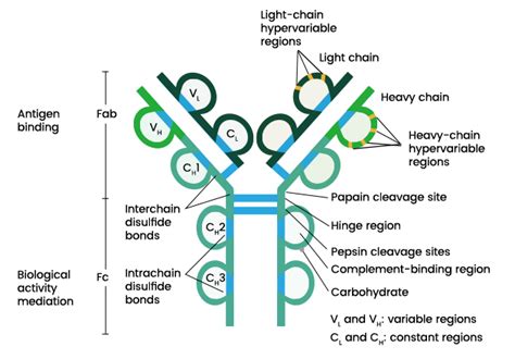 Antibody Structure and Function | Sino Biological