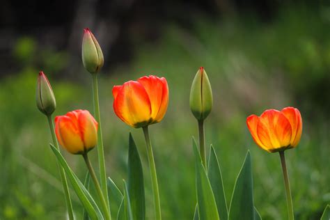 tulips, Buds, Flowers, Spring, Beautiful, Sunlight Wallpapers HD ...