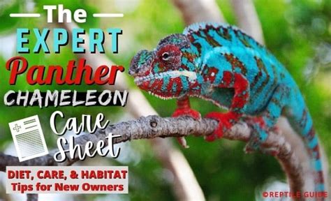 Panther Chameleon Care 101: Diet, Habitat, & Setup Guide for Beginners