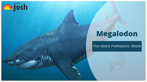 Worlds Largest Megalodon Shark