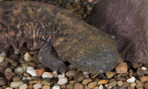 Hellbender | Smithsonian's National Zoo and Conservation Biology Institute