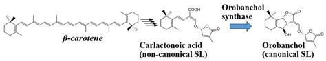 Solving the riddle of strigolactone biosynthesis in plants