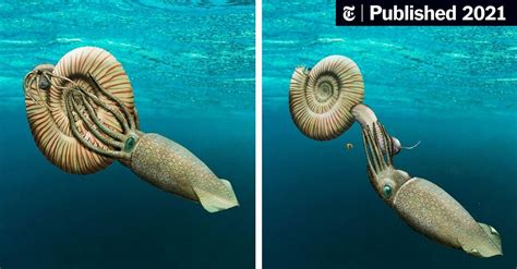 This Ammonite Was Fossilized Outside Its Shell - The New York Times