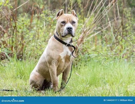 Tan American Pit Bull Terrier Dog with Cropped Ears Stock Image - Image of society, rescue ...