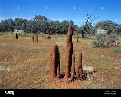 Termite hills in norhern Australia, Australia Stock Photo - Alamy