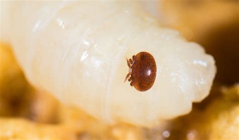 Investigating amitraz resistance in French varroa mite (Varroa destructor) populations - Veto ...