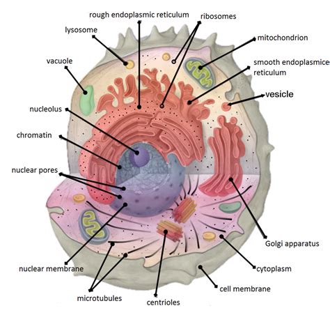 ⭐ Components of the cytoplasm. 4 Main Components of the Cytoplasm (With Diagram). 2022-10-12